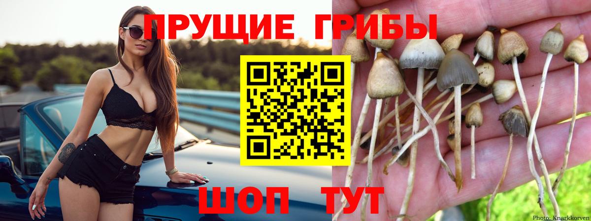Псилоцибиновые грибы Cubensis Электрогорск